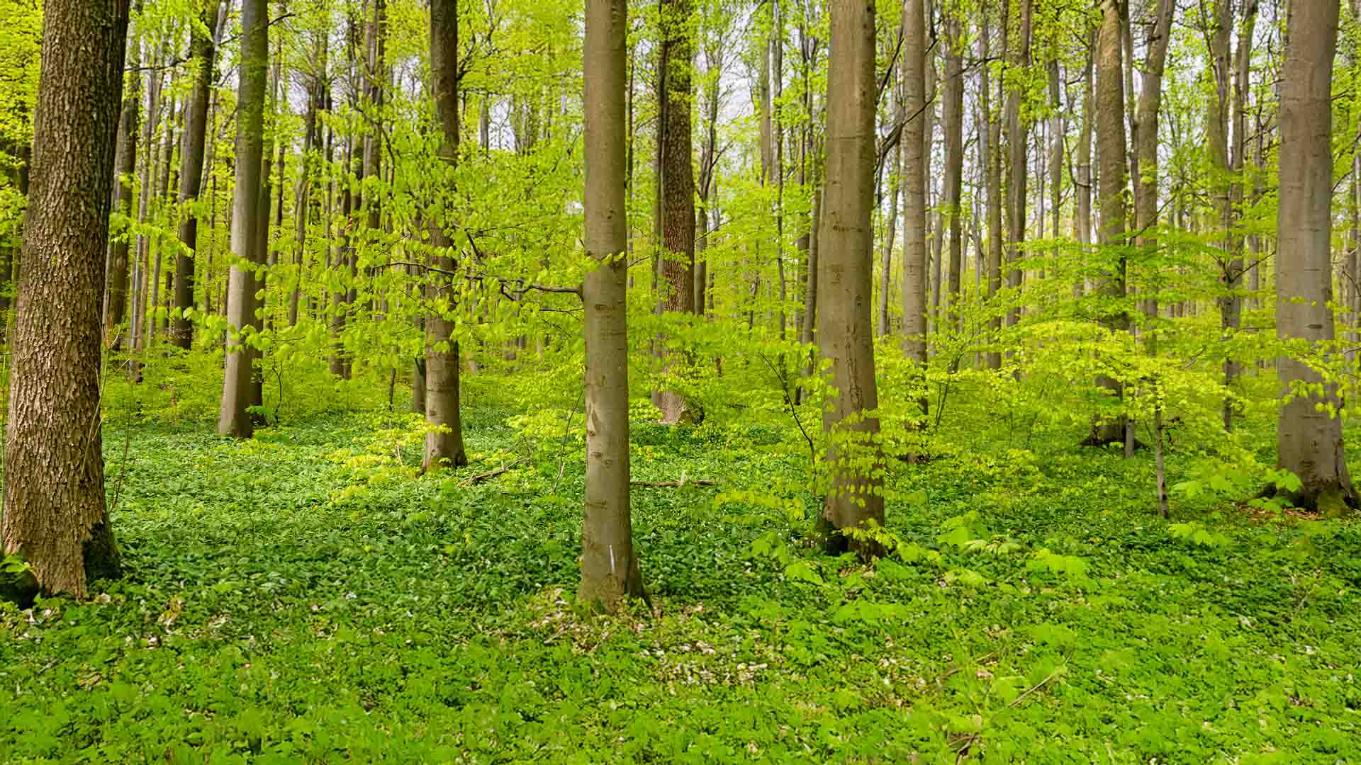 fluegel-webshop_header_1920x1080px shopware-case-study-boettger-zucker